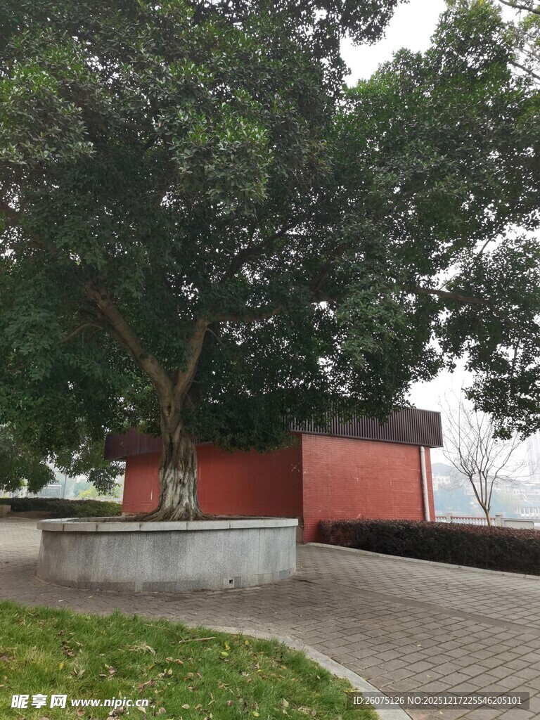 树下红墙旁的静谧景致