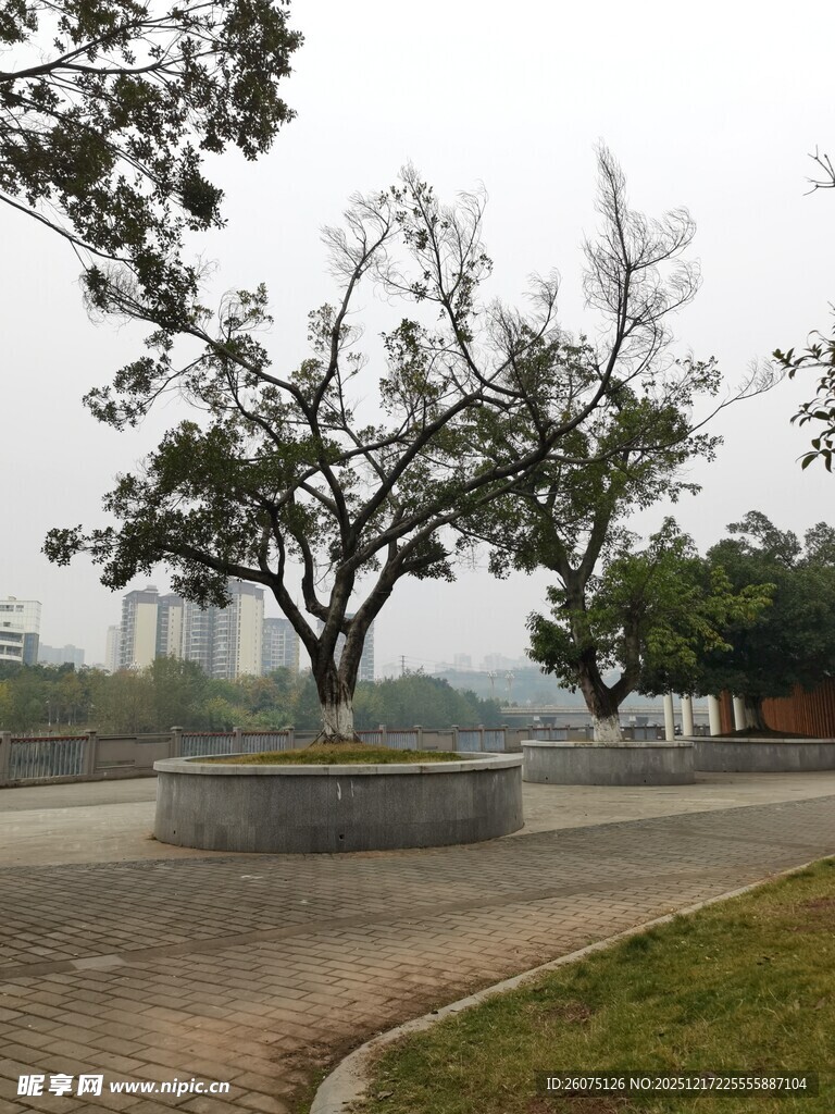 公园中的树木与开阔步道