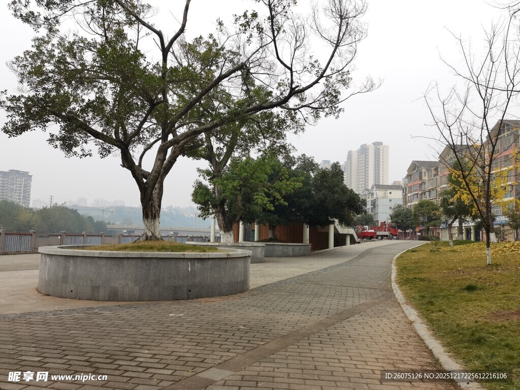 城市公园中的大树与步道