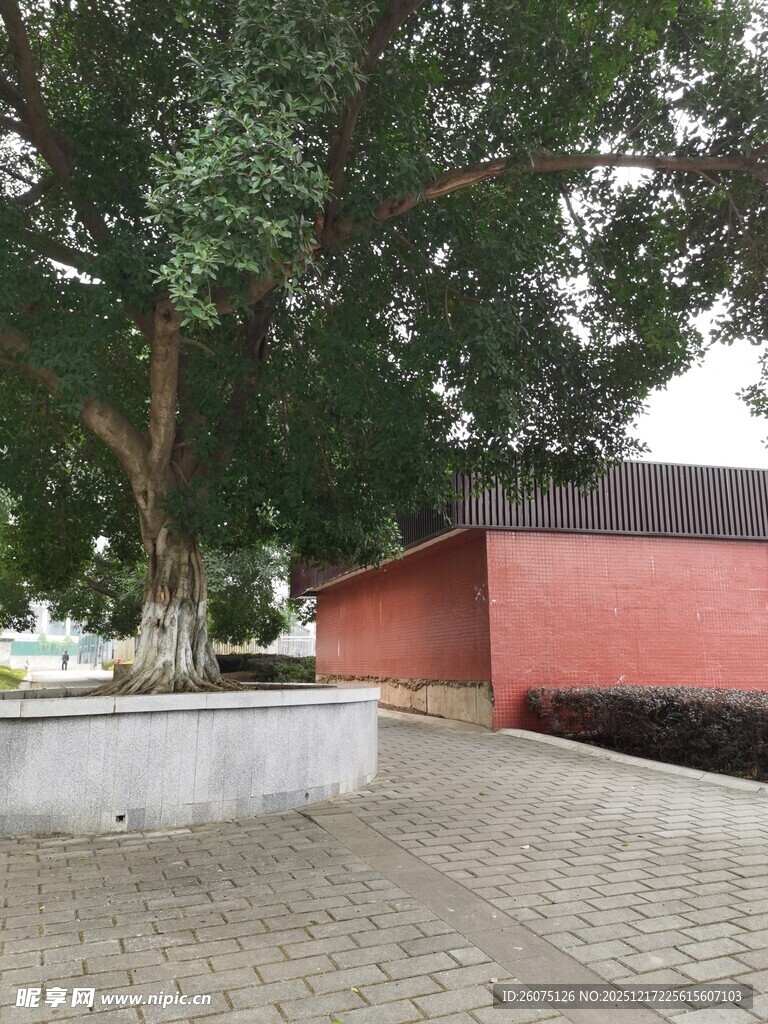红砖建筑旁的大树景观