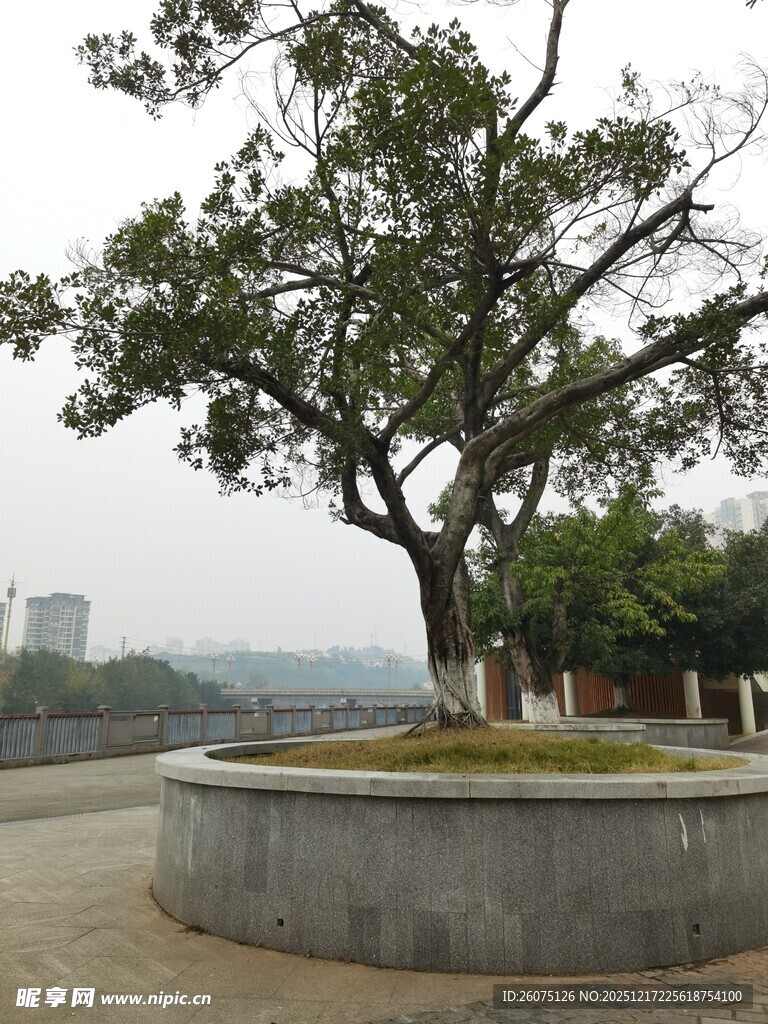 圆形花坛中的茂盛大树