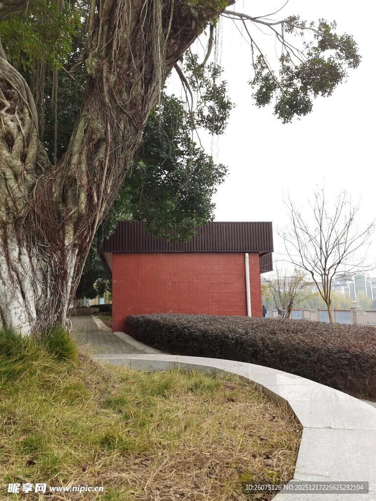 树下红墙旁的幽静小径