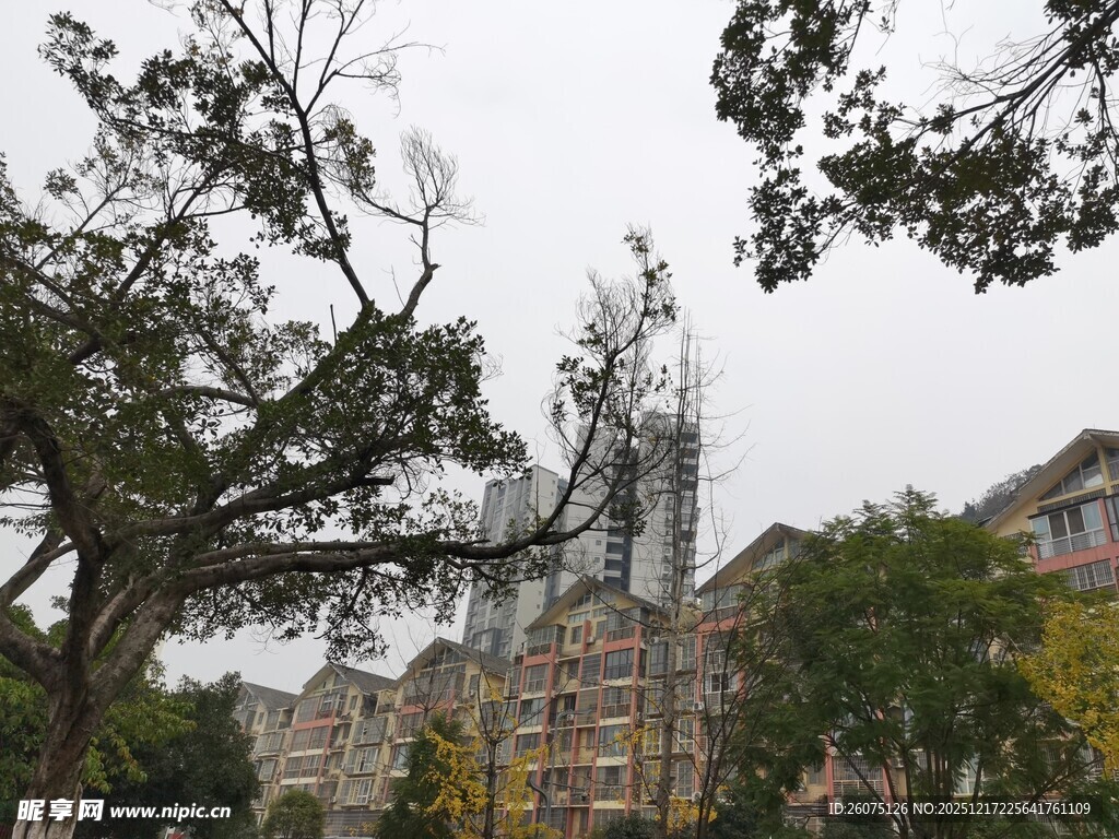 城市中林立高楼与繁茂树木