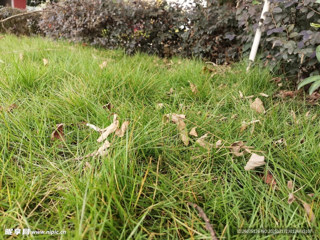 草地中的零星落叶