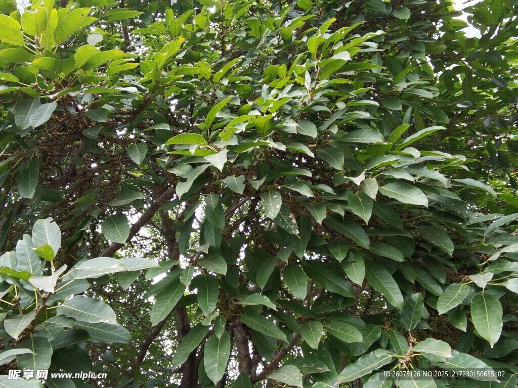 繁茂绿植生机盎然