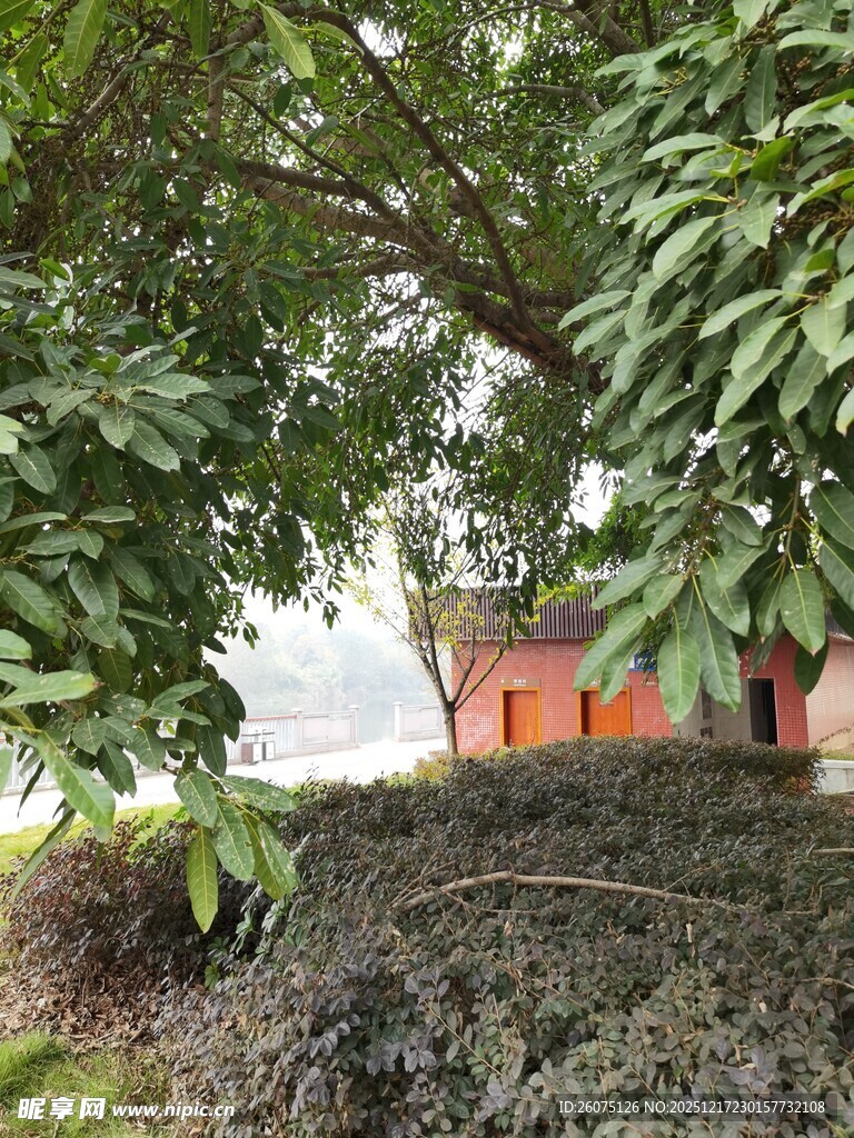 绿荫下的红墙景致