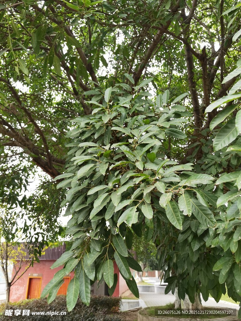 繁茂大树枝繁叶茂景象