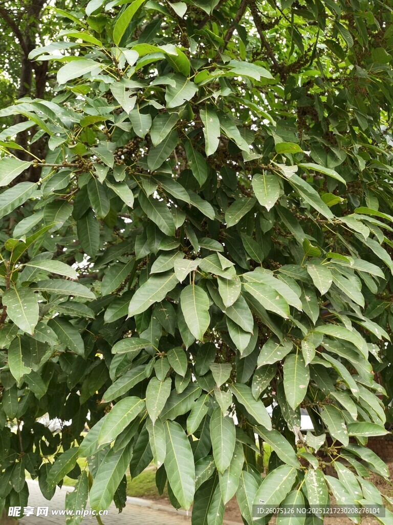 绿叶繁茂的树木