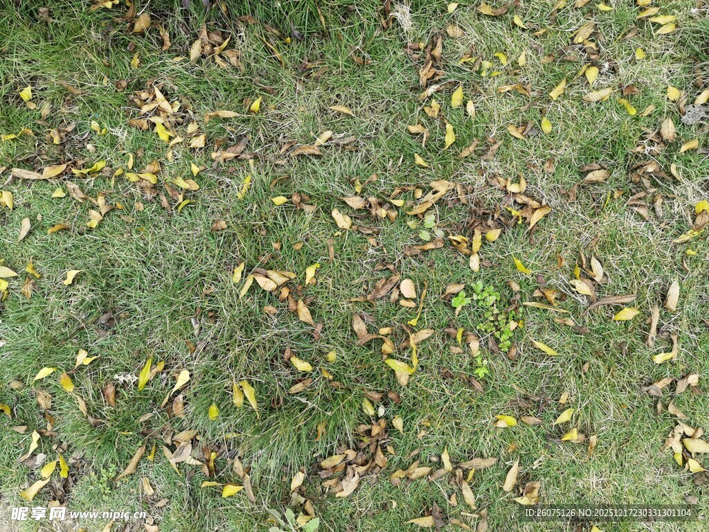 草地上散落的枯黄树叶