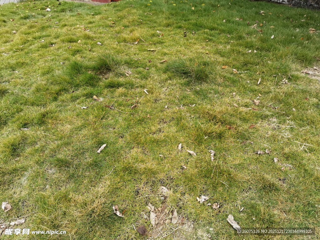 翠绿草地生机盎然