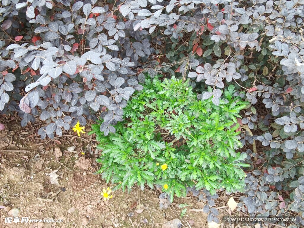 绿叶丛中一抹亮眼新绿