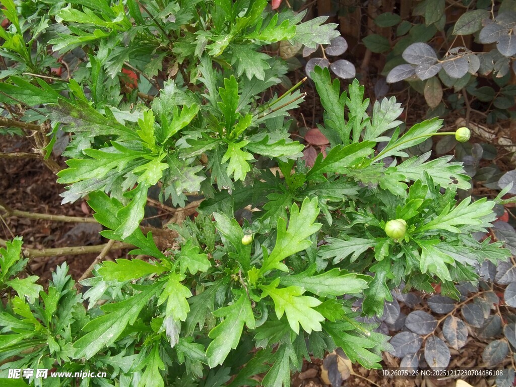 翠绿繁茂的植物枝叶