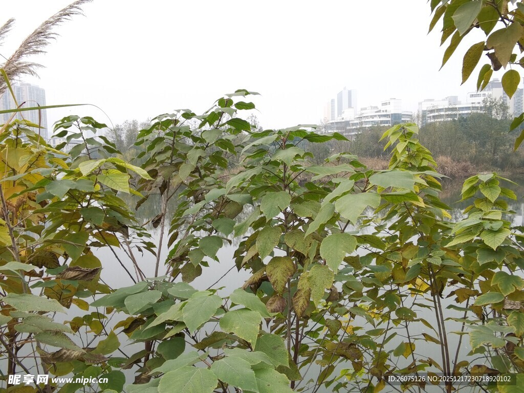 河边繁茂绿植景观