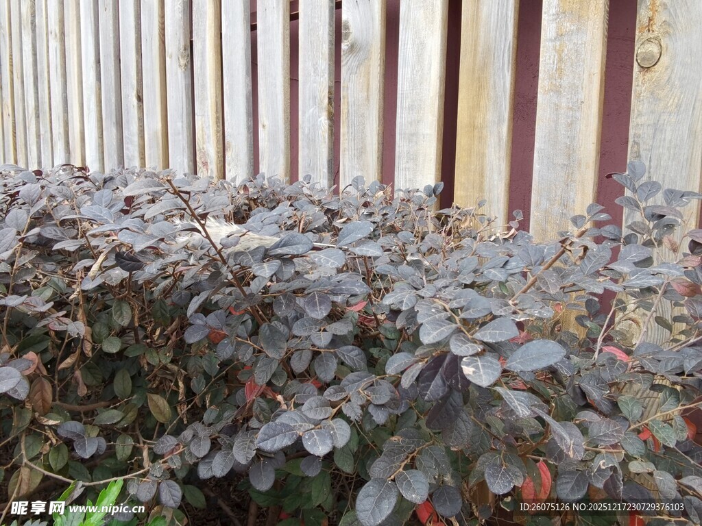 围栏边的紫叶植物