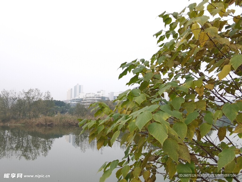 湖畔绿叶映静水