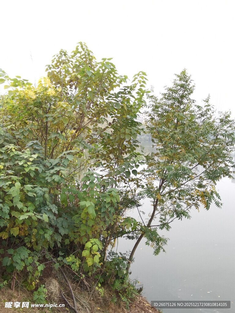 岸边绿树临水而立