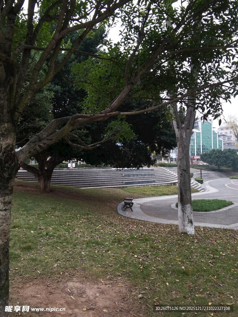 城市公园中的静谧林荫道