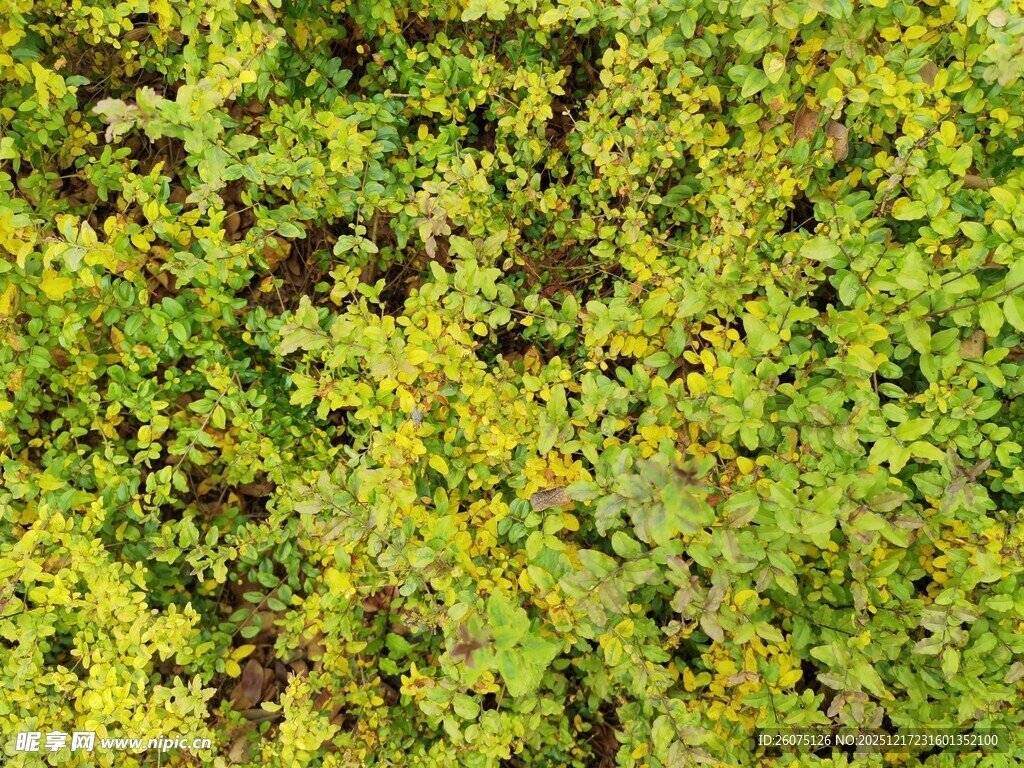 翠绿繁茂的植物叶片