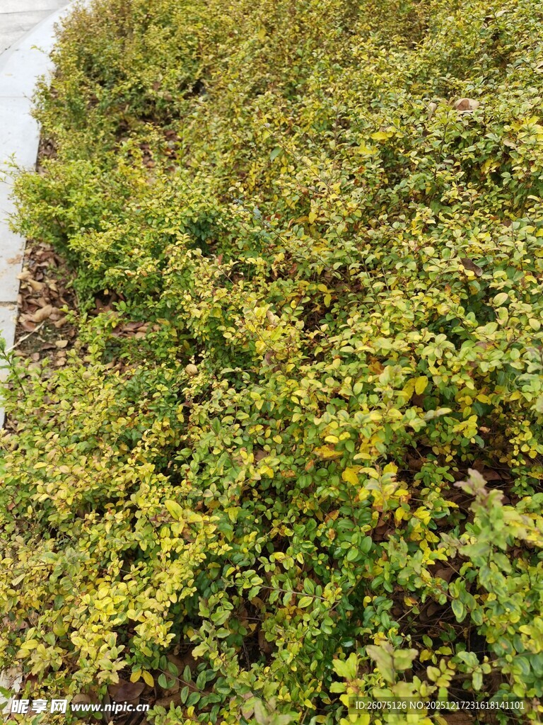 翠绿繁茂的丛生植物