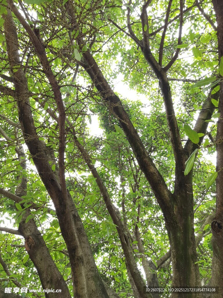 茂密树林绿意盎然