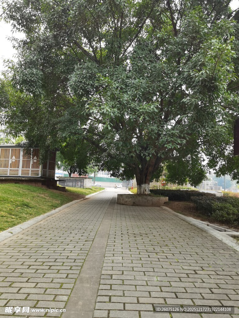 林荫砖石路静谧自然景