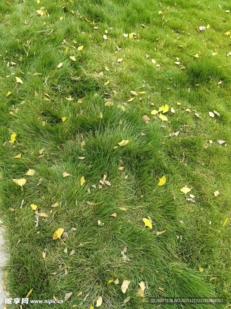 绿草间散落的黄色小花