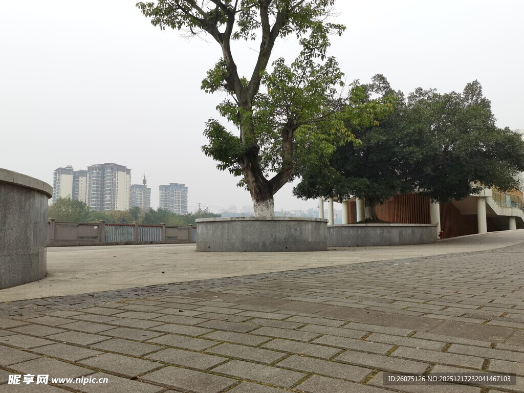 江边广场大树与城市远景