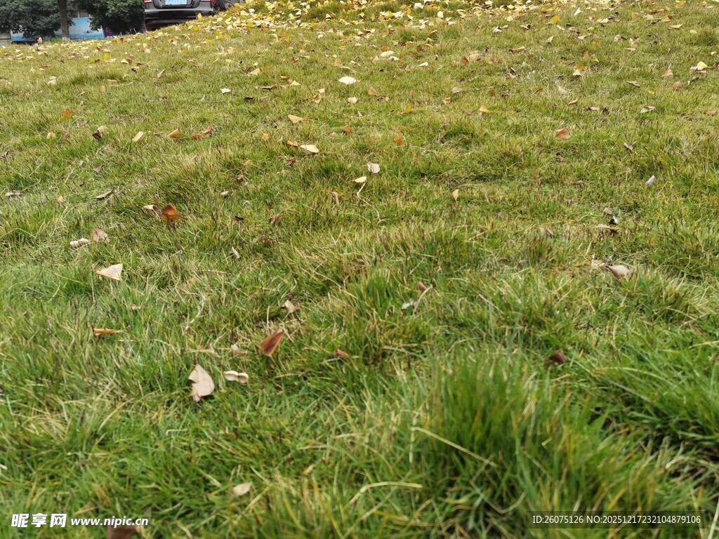 翠绿草地自然清新景致