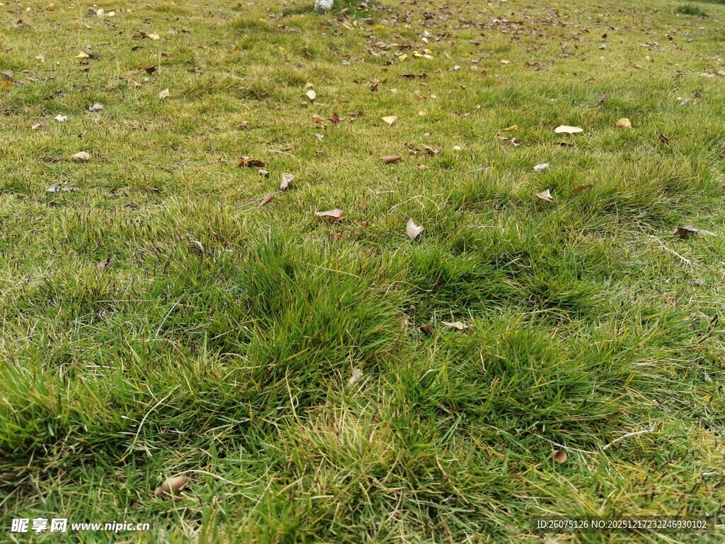 翠绿草地生机盎然