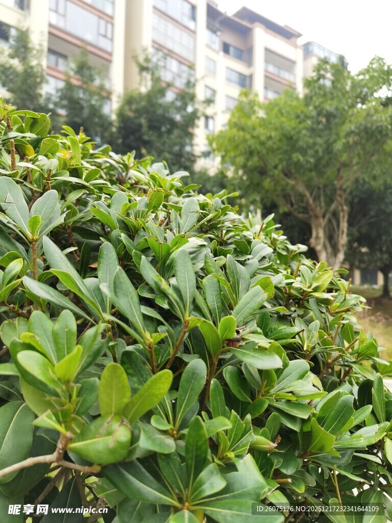 绿叶繁茂的城市绿植景观