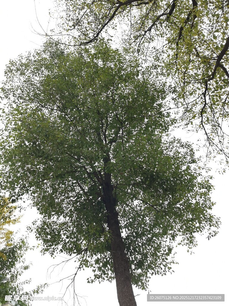 挺拔绿树展现自然生机