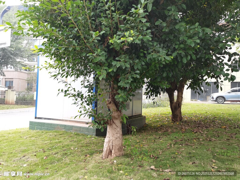 公园中葱郁树木与草地