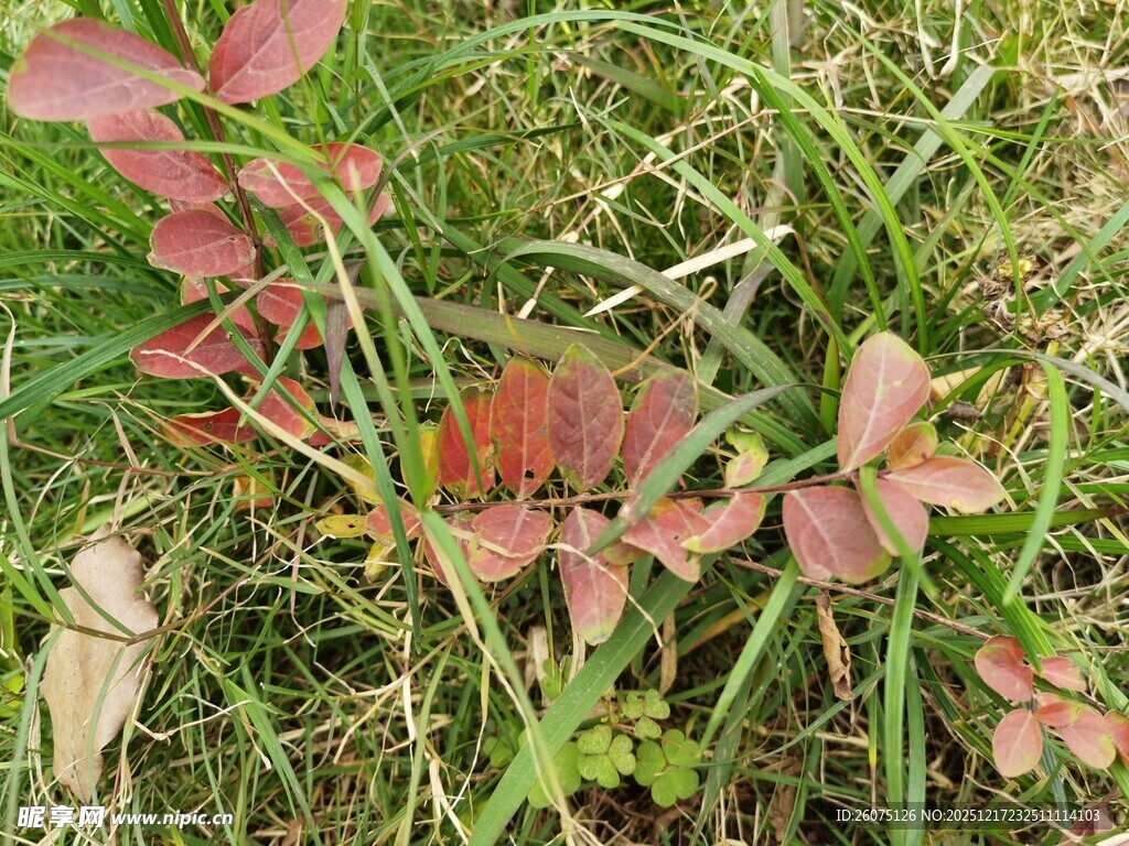 草丛中的红色叶片植物