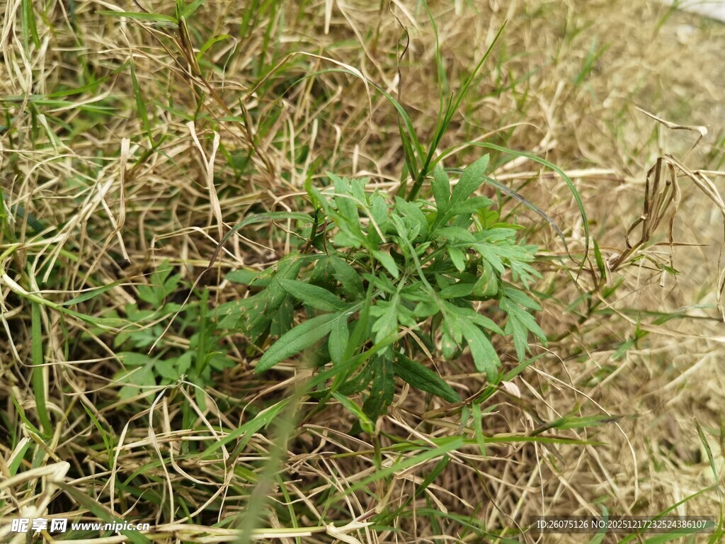 草丛中的嫩绿植物