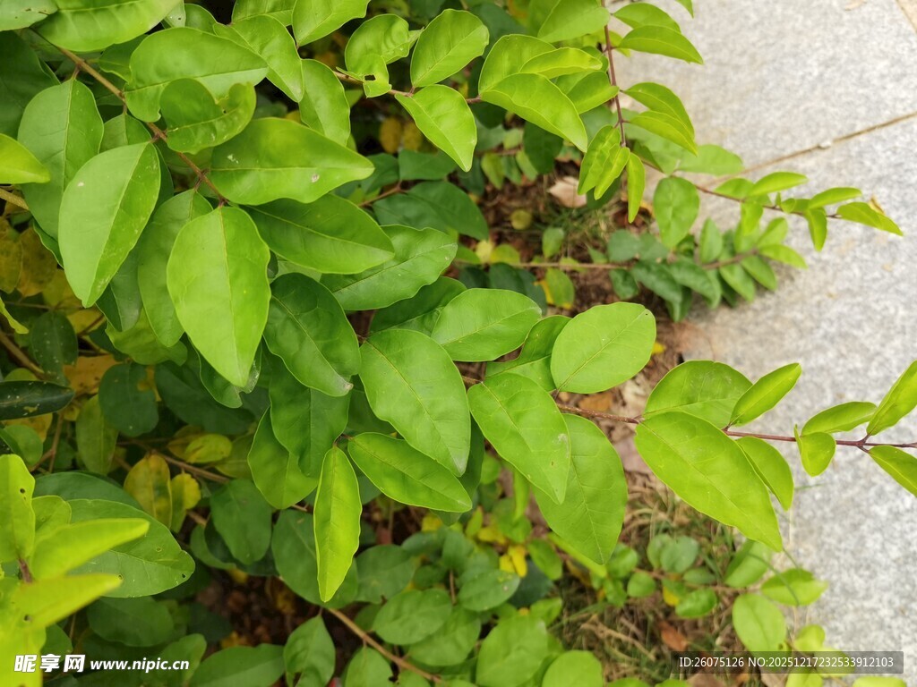 翠绿植物生机盎然