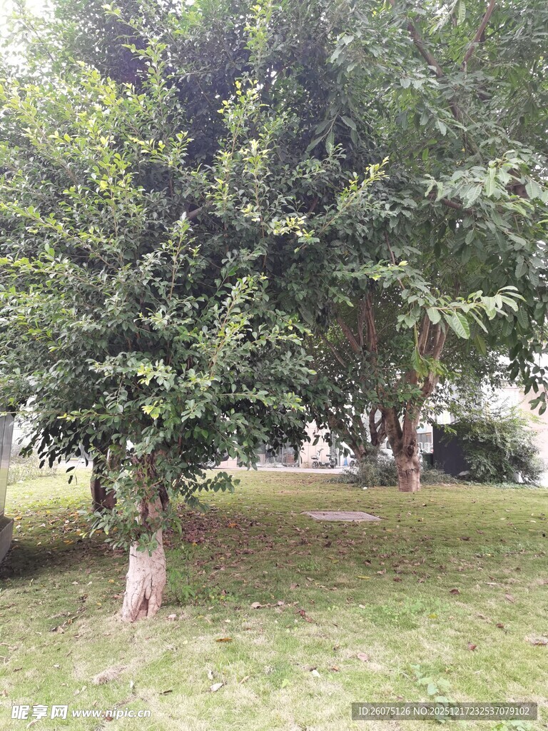 绿树成荫的户外休闲场景