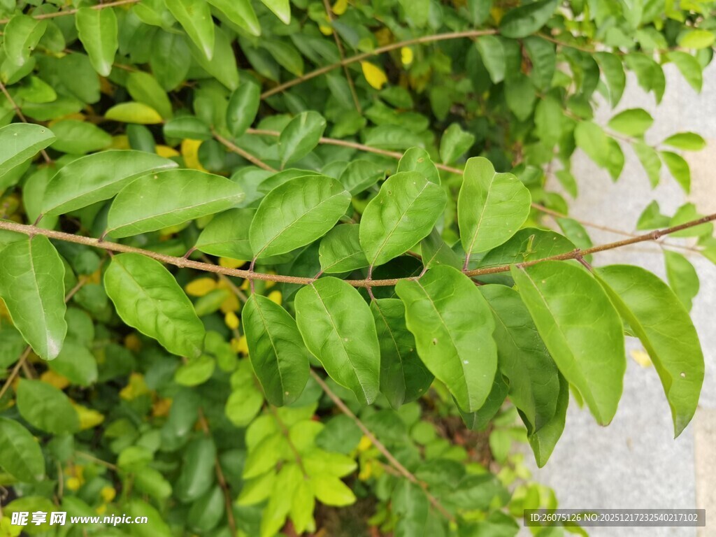 翠绿繁茂的枝叶植物