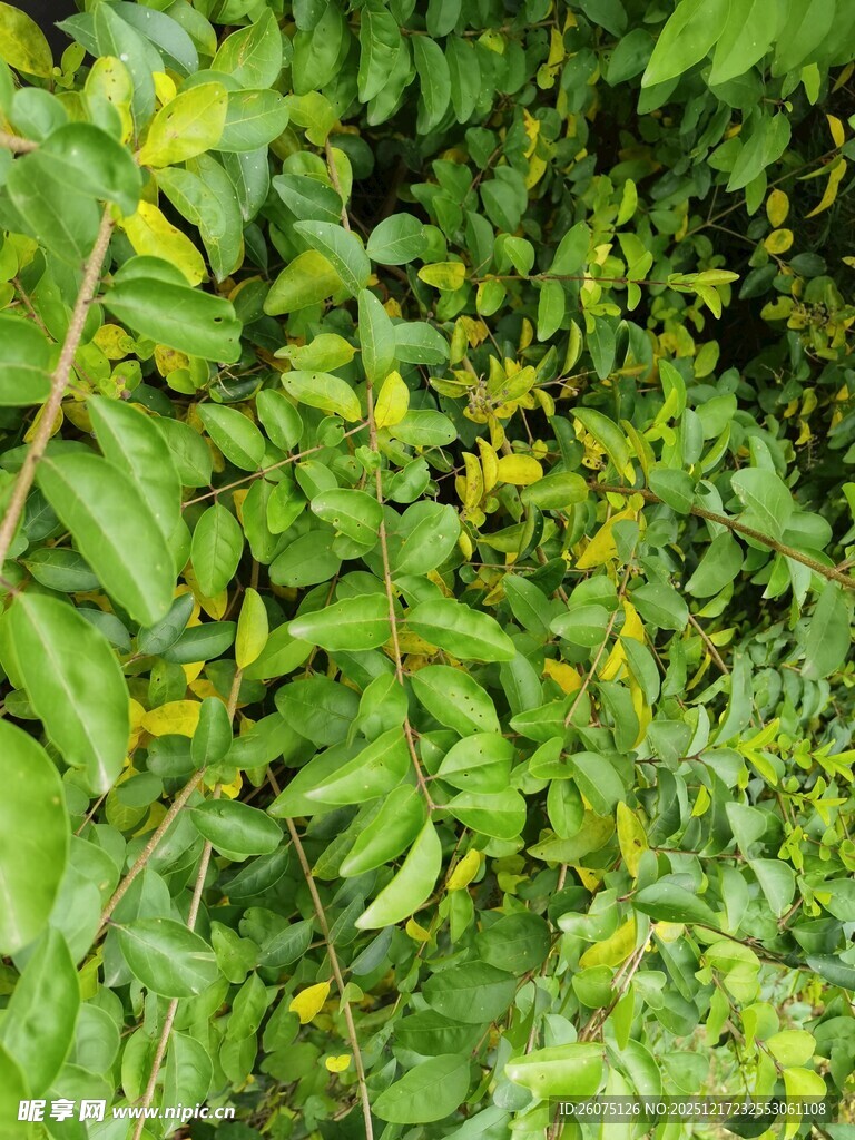 繁茂绿叶植物景观