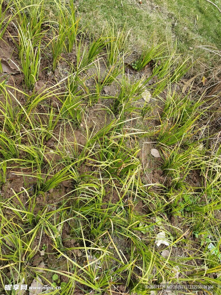 地面上的绿色杂草与碎石