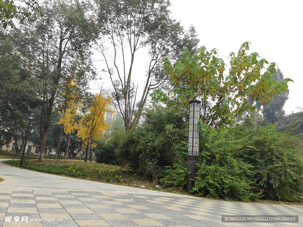 秋日公园林荫小道景致