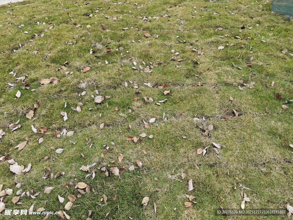 草原上散落的白色物体