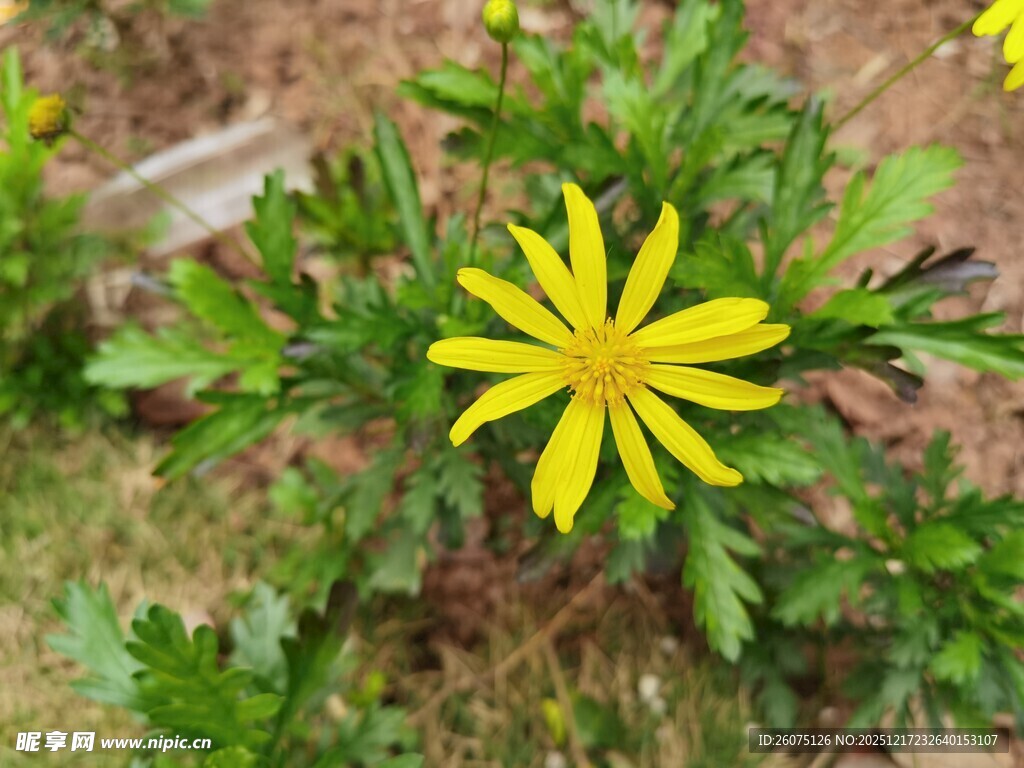 黄色小花绽放于绿叶间