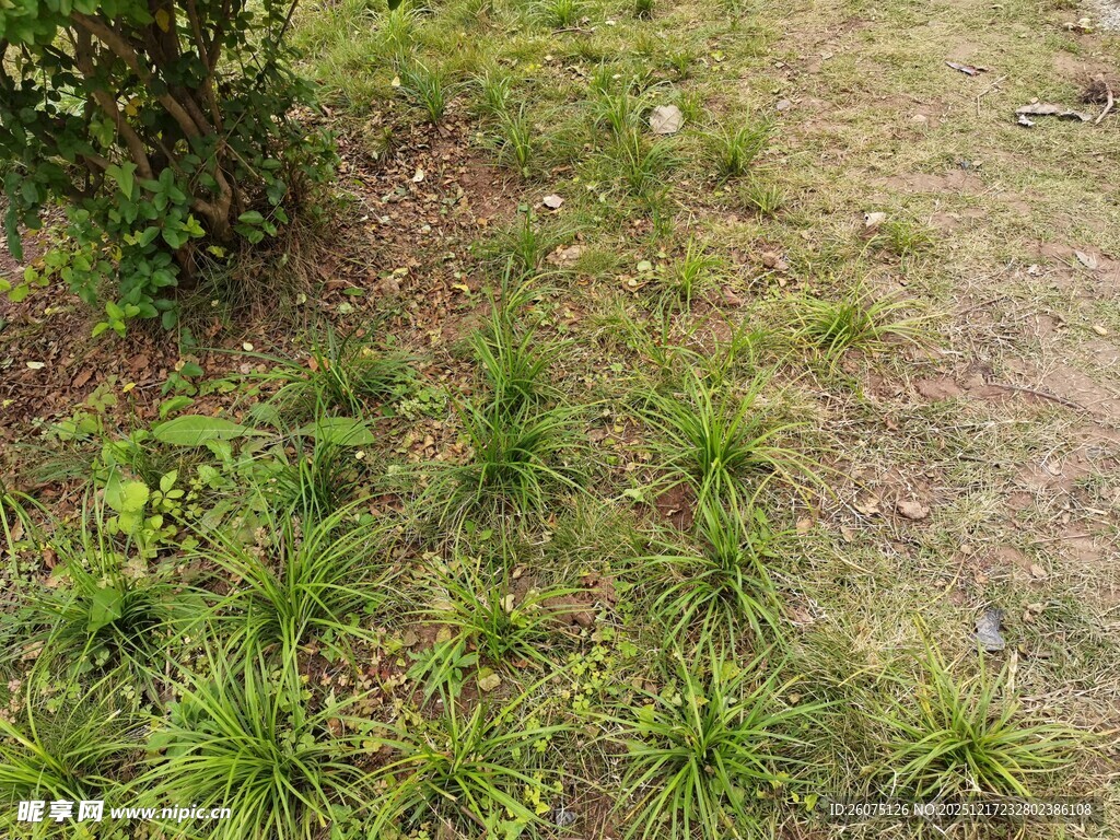 户外草地中的绿色植物