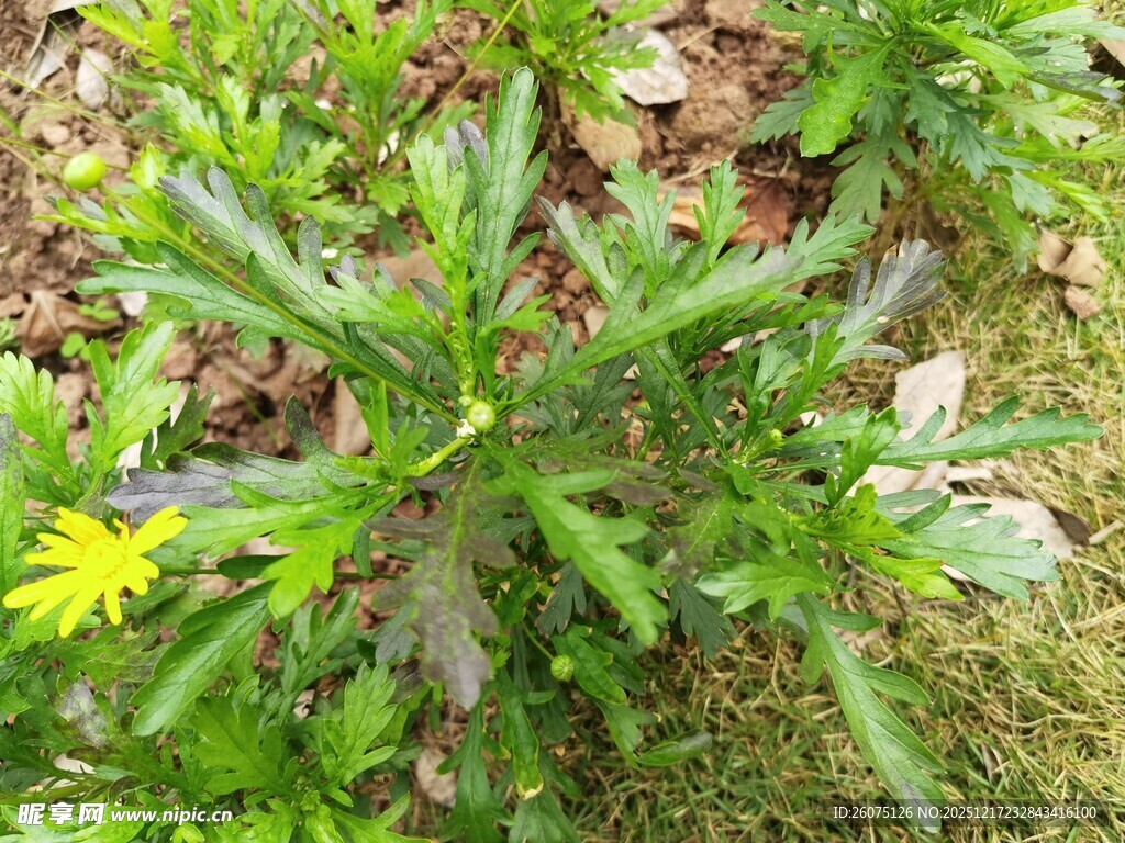 野外生长的绿色植物花卉
