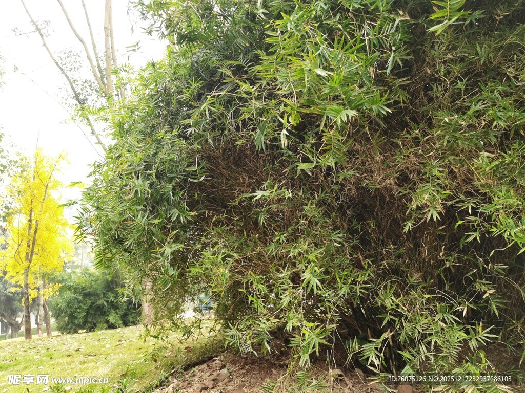 茂盛绿植展现自然生机