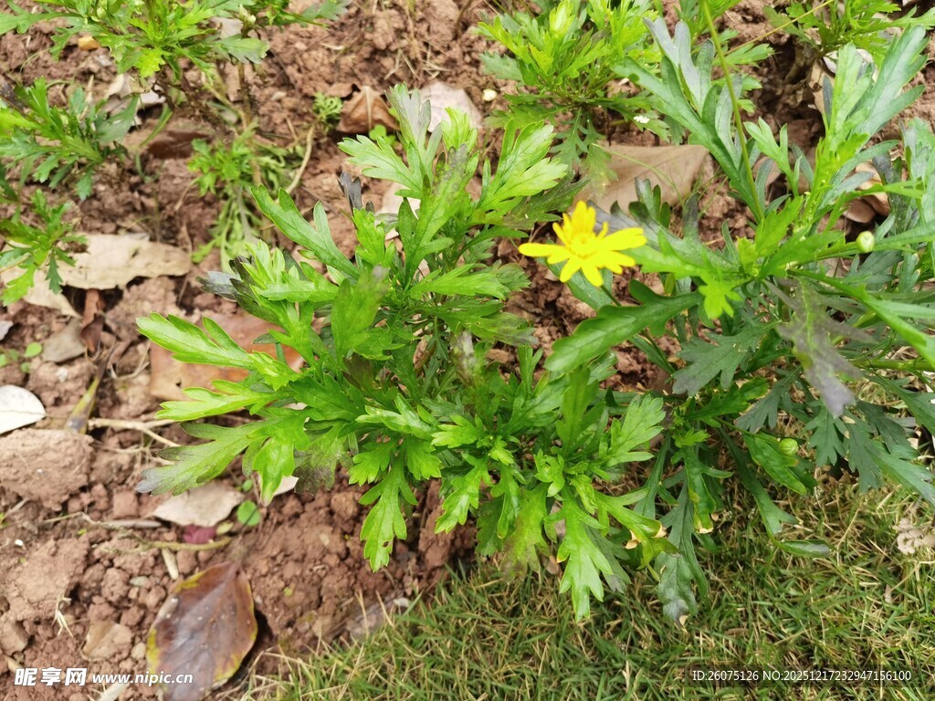 黄色小花生长于绿叶间
