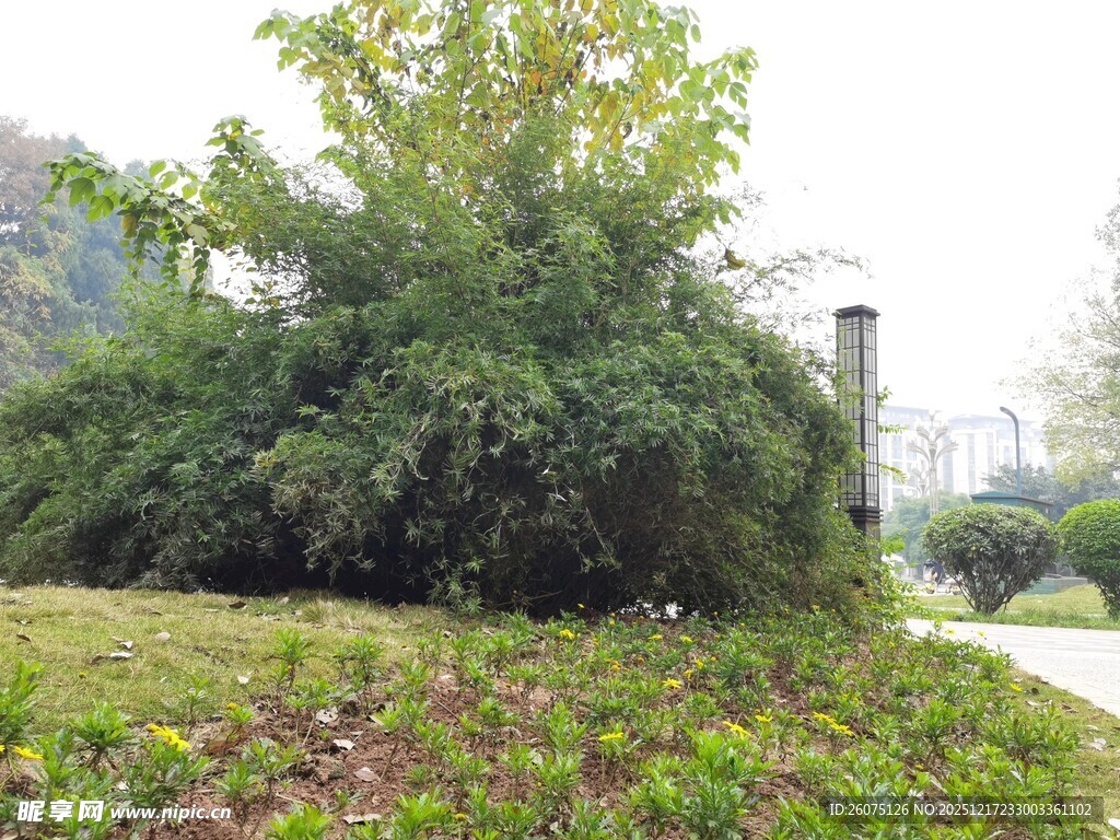 城市绿植景观一角