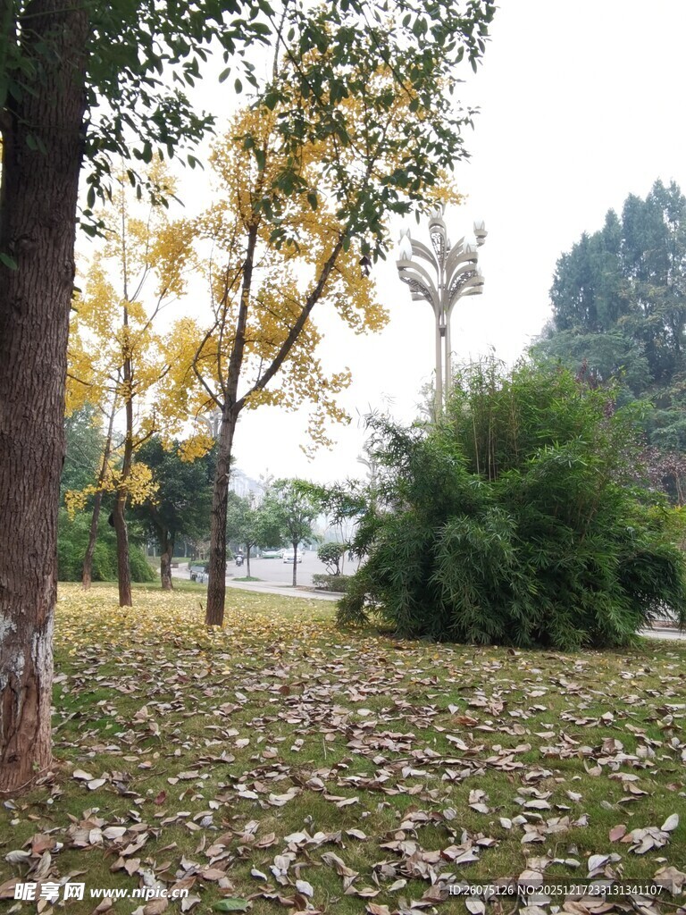 秋日公园落叶景致