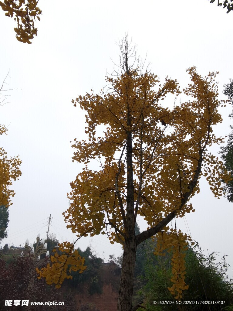 秋日金黄银杏树