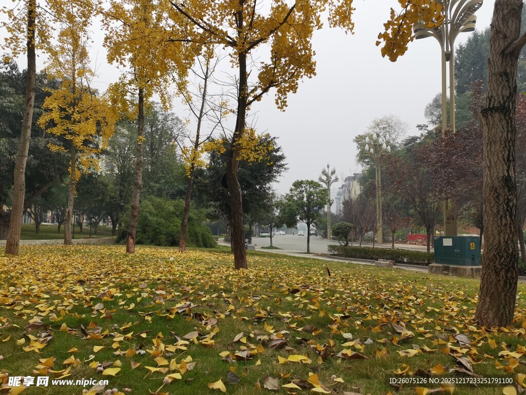 秋日公园落叶美景